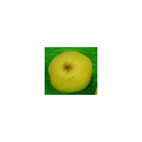 Pommier à cidre Petit jaune Pommier à cidre Petit jaune