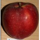 Pommier Starking
