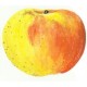 Pommier Groseille (Locard)