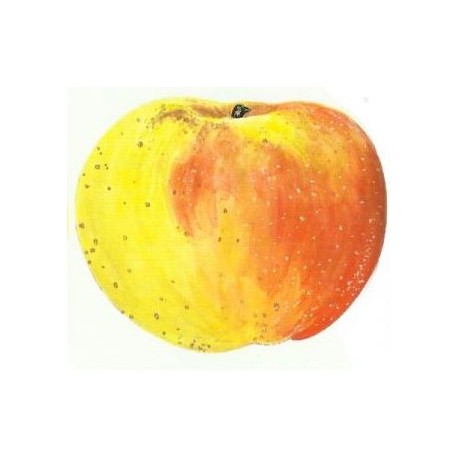 Pommier Groseille (Locard) Pommier Groseille (Locard)