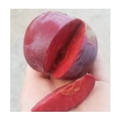 Pommier Blush rosette (chair rouge)