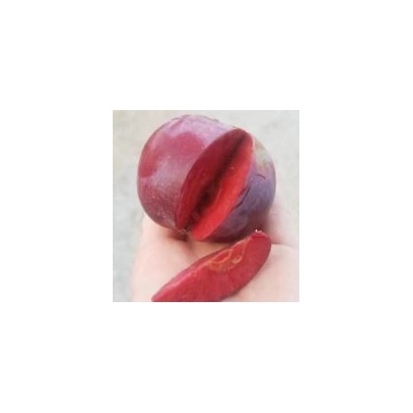 Pommier Blush rosette (chair rouge)