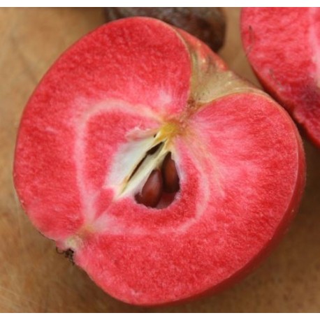 Pommier Grenadine (chair rouge) Pommier Grenadine (chair rouge)