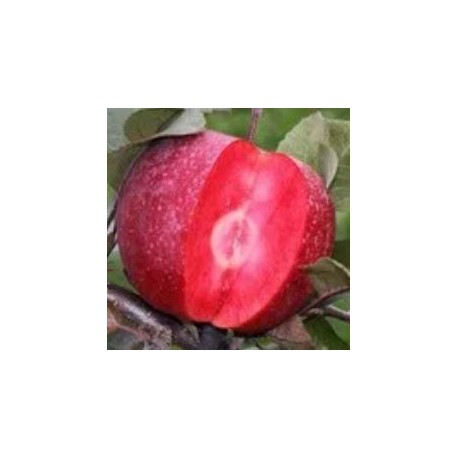 Pommier Red Merylinn (chair rouge) Pommier Red Merylinn (chair rouge)