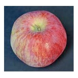 Pommier Mercier