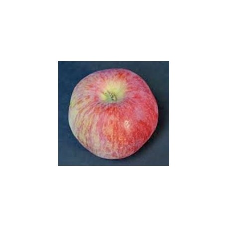 Pommier Mercier Pommier Mercier