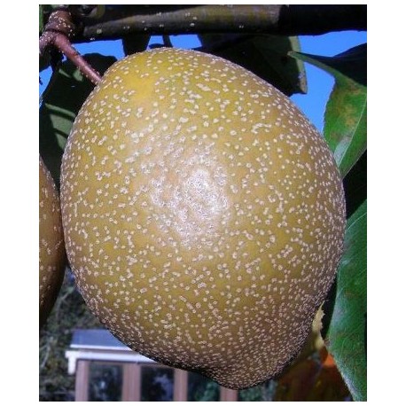 Nashi X poire New world Nashi X poire New world