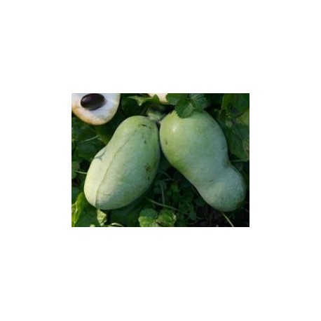 Asiminier (PAW PAW) Prima Asiminier (PAW PAW) Prima