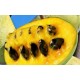 Asiminier (PAWPAW) Sunflower 