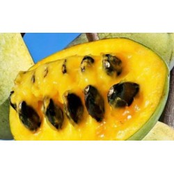 Asiminier (PAWPAW) Sunflower 