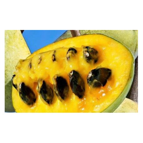 Asiminier (PAWPAW) Sunflower 