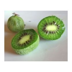 Kiwi/Kiwaï Ananasnaya (femelle)