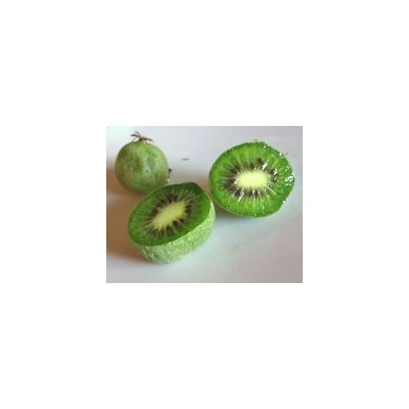 Kiwi/Kiwaï Ananasnaya (femelle) Kiwi/Kiwaï Ananasnaya (femelle)