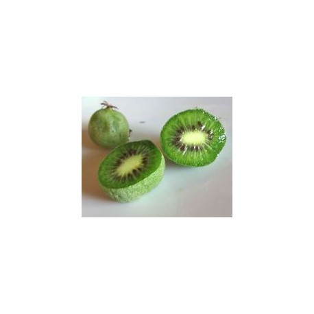 Kiwi/Kiwaï Ananasnaya (femelle)