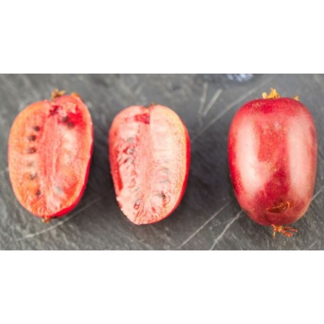 Kiwi/kiwaï Ken's red (femelle) Kiwi/kiwaï Ken's red (femelle)