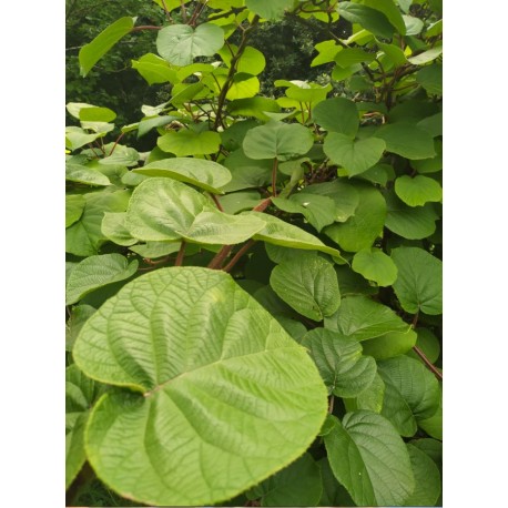 Kiwi Tomuri (mâle) Kiwi Tomuri (mâle)