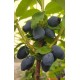 Baie de mai Fruity berry®