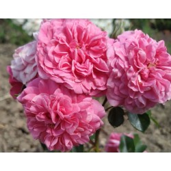 Rosier à pétales comestibles BIRTHDAY ROSE