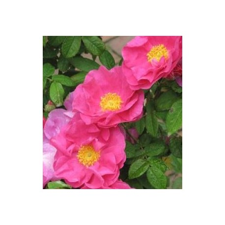 ROSIER Rose des apothicaires (Gallica officinalis) ROSIER Rose des apothicaires (Gallica officinalis)