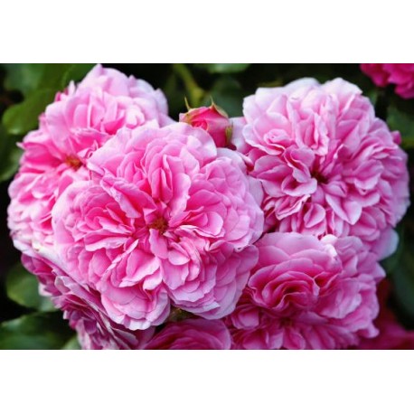 Rosier CENTIFOLIA Rosier CENTIFOLIA