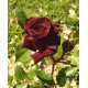 Rosier Black baccara®