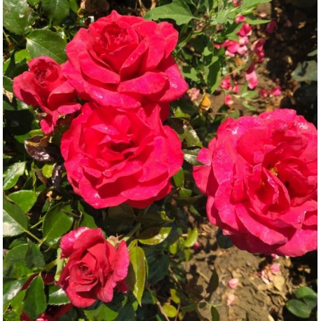 Rosier Le Roi des coeurs®