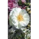 Rosier OPALIA®