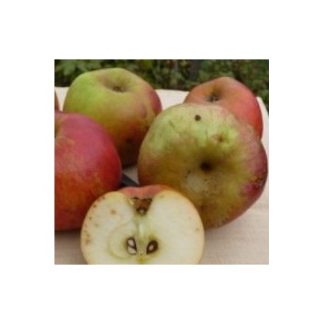 Pomme Revers Pomme Revers