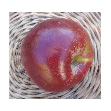 Pommier De fer Pommier De fer