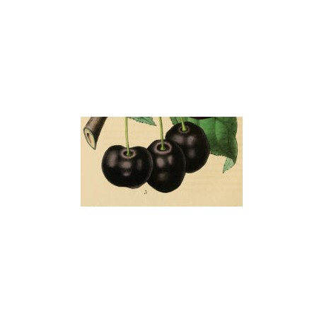 Cerisier Noire de Tartarie Cerisier Noire de Tartarie