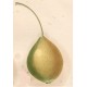 Poirier Citron des Carmes