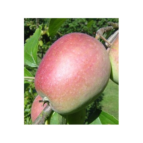 Pommier Bec d'oie Pommier Bec d'oie
