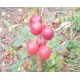 Pommier Malus sieversii (pommier du Kazakhstan)