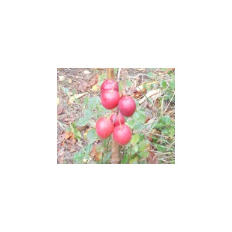Pommier Malus sieversii (pommier du Kazakhstan) Pommier Malus sieversii (pommier du Kazakhstan)