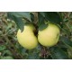 Pommier Reinette du Mans blanche