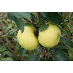 Pommier Reinette du Mans blanche