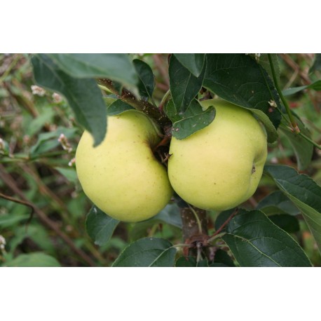 Pommier Reinette du Mans blanche Pommier Reinette du Mans blanche