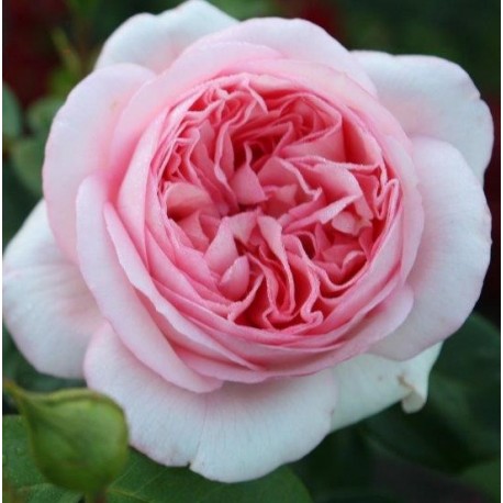 Rosier BOBINO® Rosier BOBINO®