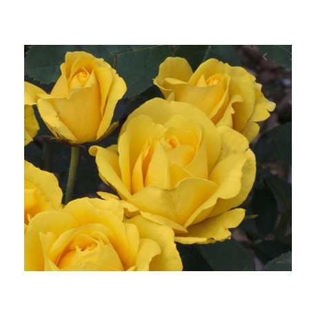 Rosier CARTE D'OR ® Rosier CARTE D'OR ®