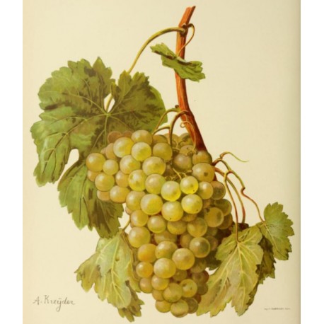 Vigne Madeleine Angevine