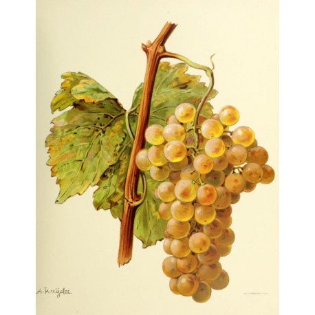 Vigne Chasselas de Bordeaux