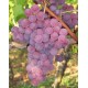 Vigne Chasselas rose royal