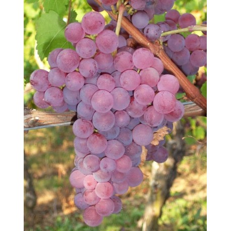 Vigne Chasselas rose royal