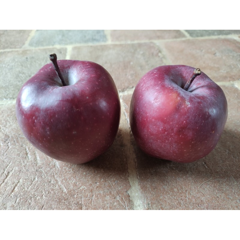 Pomme Rouge Mordue De Fausse Mousse De Styrol Avec De Grands Yeux