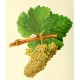 Vigne Chenin