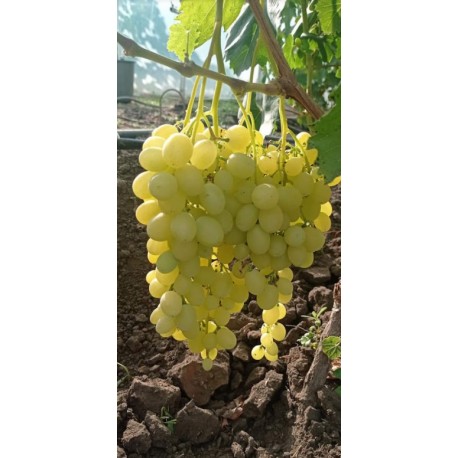 Vigne Italia Vigne Italia