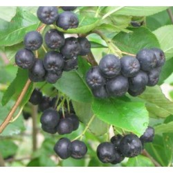 Aronia Nero