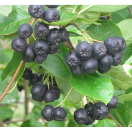 Aronia Nero Aronia Nero