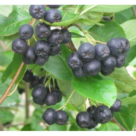 Aronia Nero