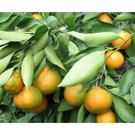 Mandarinier Satsuma Okitsu Mandarinier Satsuma Okitsu